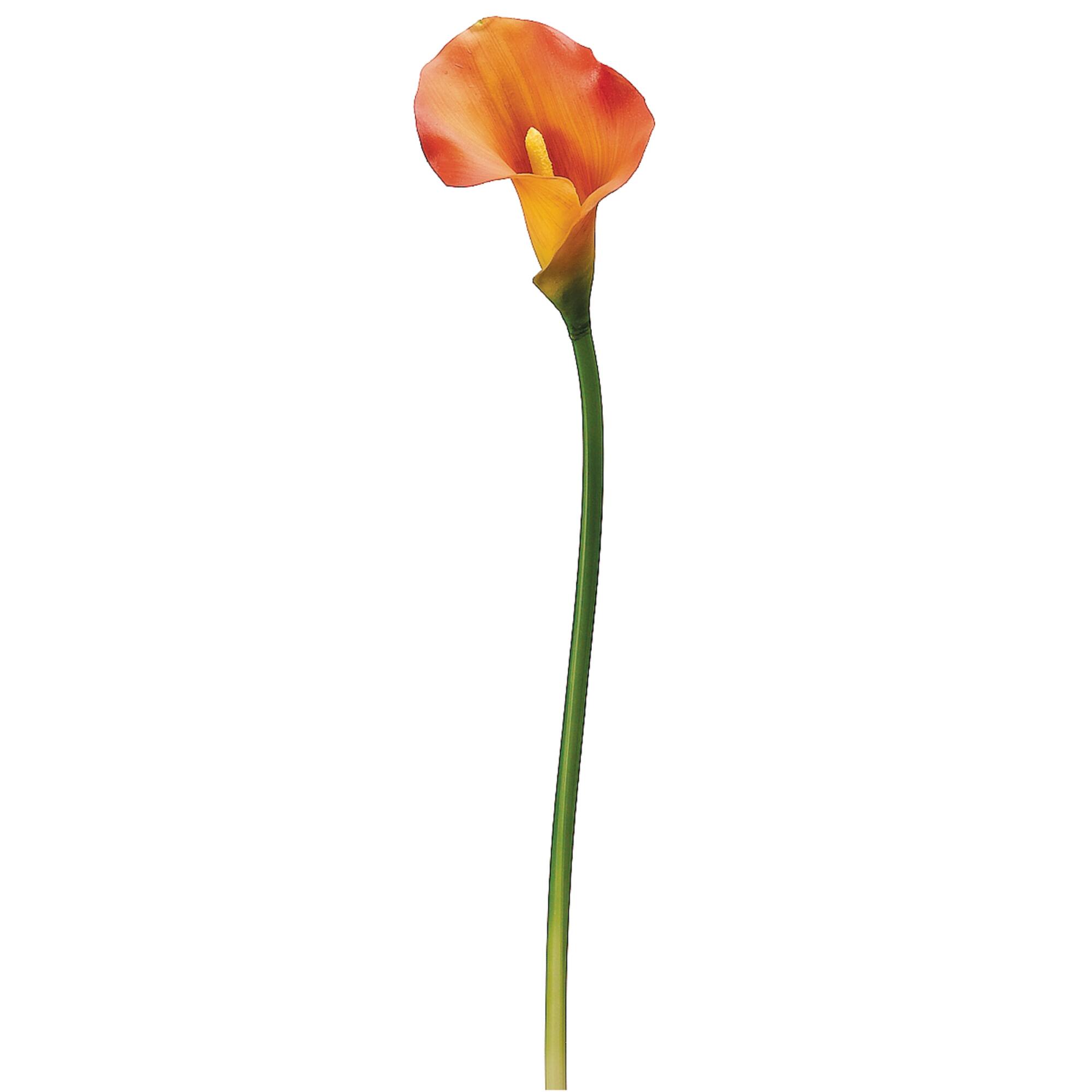 Orange Calla Lily Stem